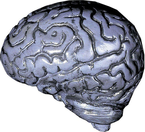 Brain-Human Grey